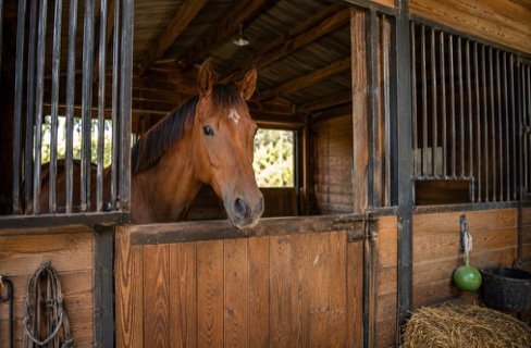 micro organisme efficace chevaux